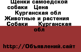 Щенки самоедской собаки › Цена ­ 10 000 - Курганская обл. Животные и растения » Собаки   . Курганская обл.